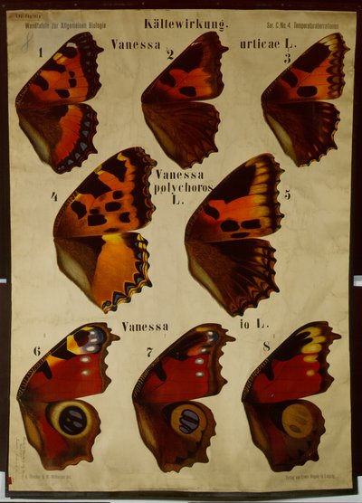 Poster die het effect van temperatuur op verschillende soorten vlinders illustreert door German School