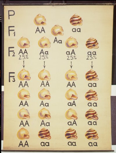 Poster van Cepea slakken door German School