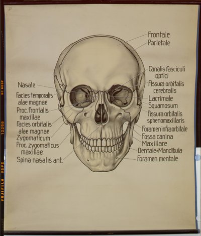 Poster van een menselijke schedel door German School