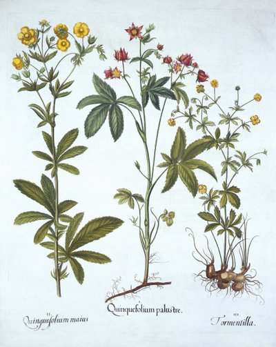 Potentilla