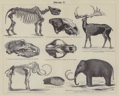 Prehistorische dieren door German School