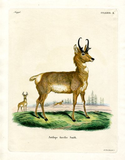 Pronghorn Antilope door German School