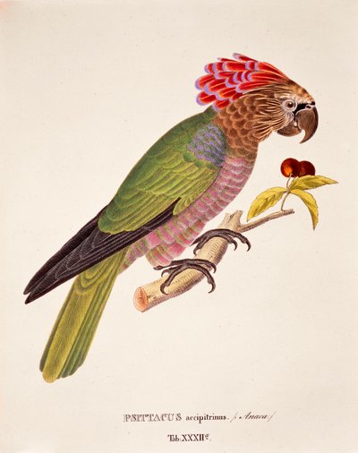 Psittacus Accipitrinus, tafel XXXII uit 