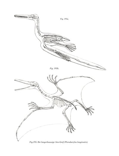Pterodactylus door German School
