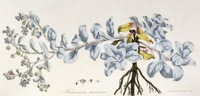 Pulmonaria Maritima, 1785-1788 door German School