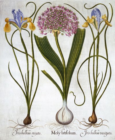 Paarse Sensatie en Spaanse Irissen, uit Hortus Eystettensis, door Basil Besler, 1613 door German School