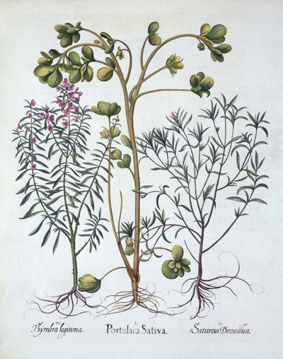 Postelein, Zomerbonenkruid en Winterbonenkruid, uit Hortus Eystettensis, door Basil Besler, gepubliceerd 1613 door German School