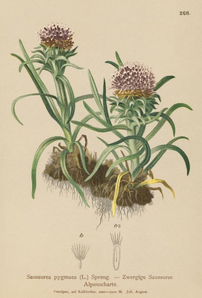 Pygmee Saussurea door German School