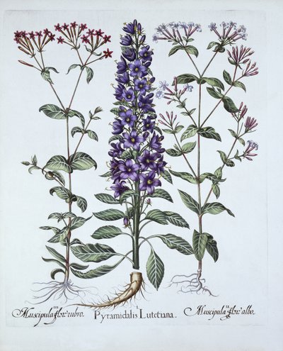 Piramideklokje, Muscipulas, uit Hortus Eystettensis, door Basil Besler, 1613 door German School