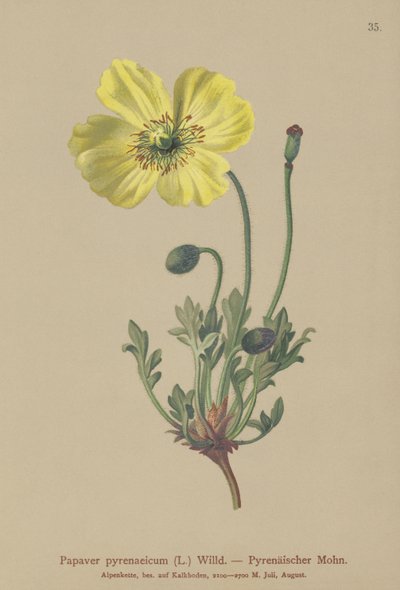 Pyrenese Papaver door German School