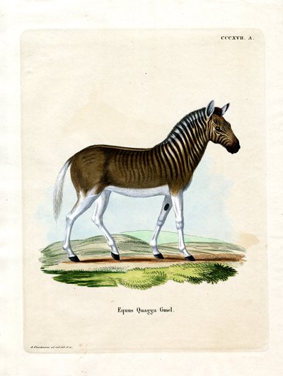 Quagga door German School