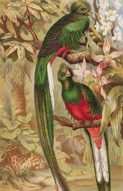 Quetzal, plaat uit Brehms Tierleben: Allgemeine Kunde des Tierreichs, vol.5, p.6, gepubliceerd door Bibliographisches Institut, 1892 door German School