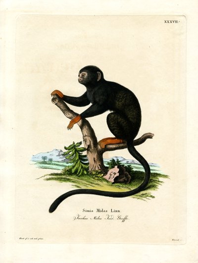 Roodhandige Tamarin door German School