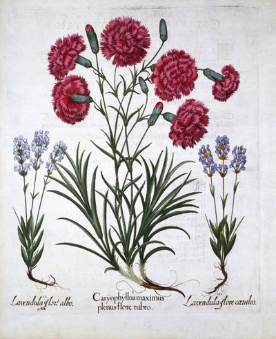 Rode Anjer en Lavendel, uit Hortus Eystettensis, door Basil Besler, gepubliceerd 1613 door German School