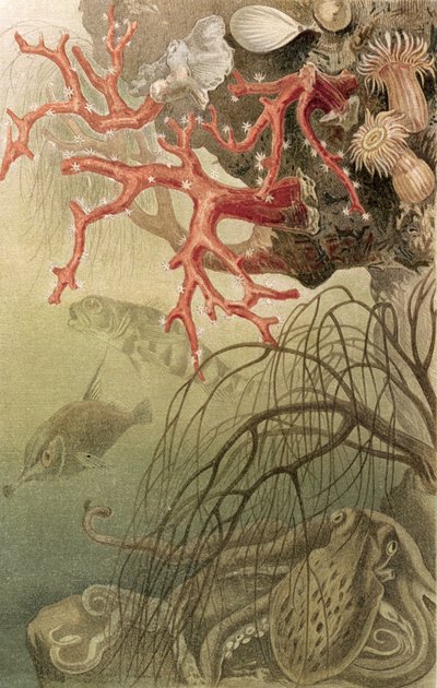 Rode koraal, plaat uit Brehms Tierleben: Allgemeine Kunde des Tierreichs, vol.10, p.608, uitgegeven door Bibliographisches Institut, 1893 door German School