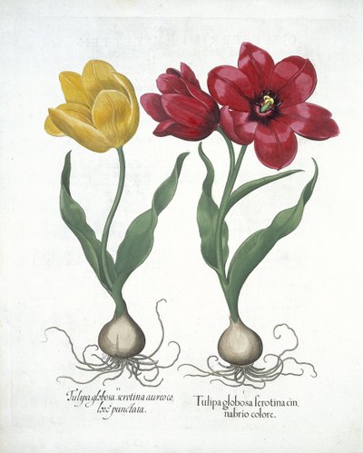 Rode en gele tulp uit Hortus Eystettensis door German School