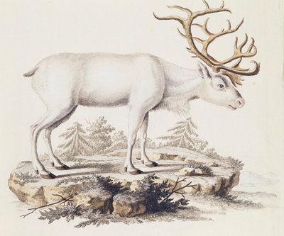 Rendier (Cervus tarandus), uit Zoogdieren geïllustreerd uit de natuur met beschrijvingen, door Johann Christian Daniel von Schreber (1739-1810), gravure door I Nufsbiegel, volume 5, tafel 248-C, Duitsland door German School