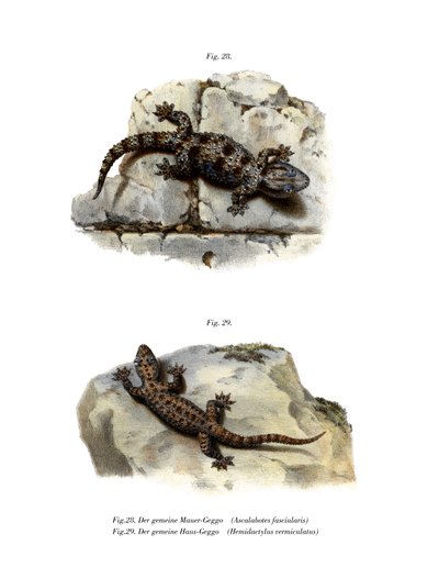 Geringde muurgekko door German School