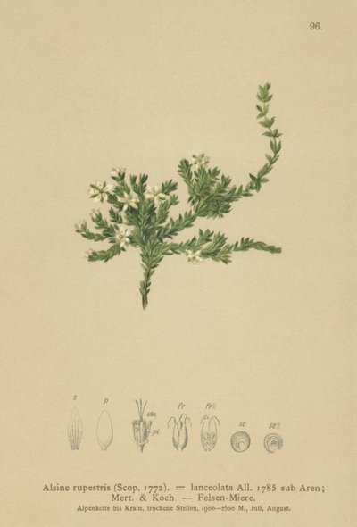 Rots Stitchwort door German School