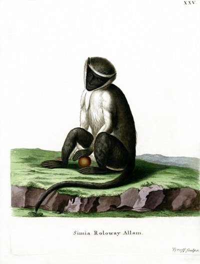 Roloway Guenon door German School