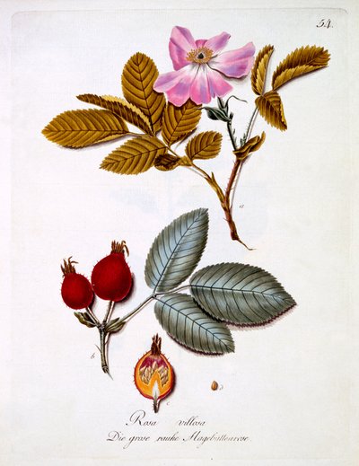 Rosa villosa, illustratie uit een boek van Duitse wilde bloemen door Johann Daniel von Reitter, gepubliceerd ca. 1803-5 door German School