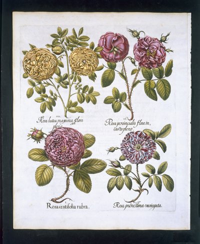 Rozen, plaat 95 uit Hortus Eystettensis door Basil Besler (1561-1629) gepubliceerd in 1613 door German School
