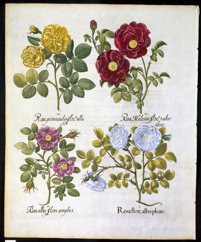 Rozen, plaat 96 uit Hortus Eystettensis door Basil Besler (1561-1629) gepubliceerd in 1613 door German School