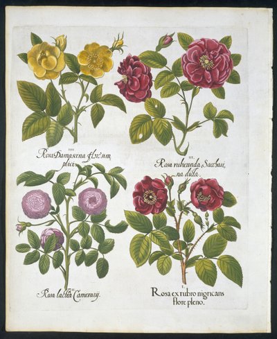 Rozen, plaat 96 uit Hortus Eystettensis door Basil Besler (1561-1629) gepubliceerd in 1613 door German School