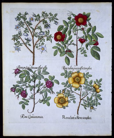 Rozen, plaat 98 uit Hortus Eystettensis door Basil Besler (1561-1629) gepubliceerd in 1613 door German School