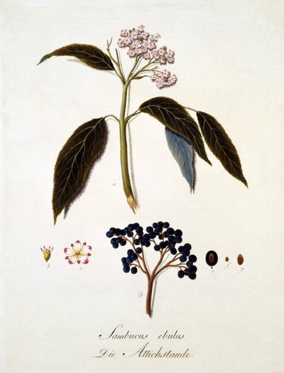 Sambucus Ebulus, uit 