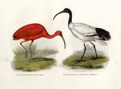Rode Ibis, 1864 door German School