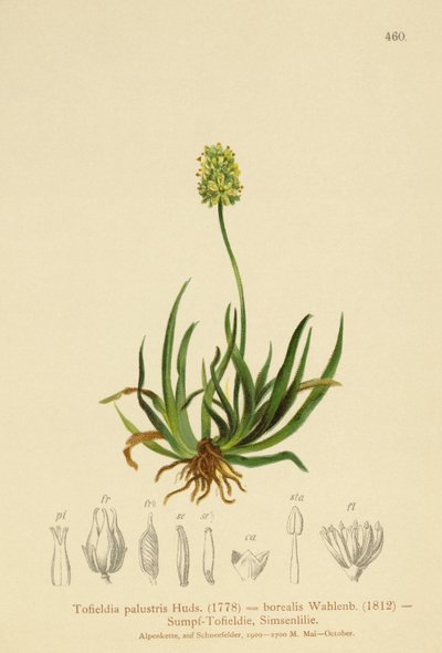 Schotse Asphodel (Tofieldia calyculata, Tofieldia palustris, Tofieldia borealis, Tofieldia pusilla) door German School