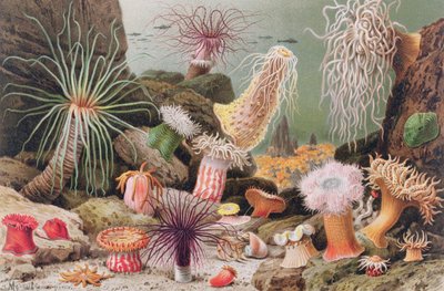Zeeanemoon, plaat uit Brehms Tierleben: Allgemeine Kunde des Tierreichs, vol.10, p.581, uitgegeven door Bibliographisches Institut, 1893 door German School