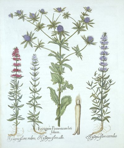Zeehulst en Drie Soorten Hysop, uit Hortus Eystettensis, door Basil Besler, gepubliceerd 1613 door German School
