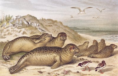 Zeehond, plaat uit Brehms Tierleben: Allgemeine Kunde des Tierreichs, vol.2, p.309, uitgegeven door Bibliographisches Institut, 1890 door German School