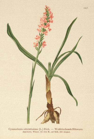 Kortgespoorde Geurige Orchidee (Gymnadenia odoratissima) door German School