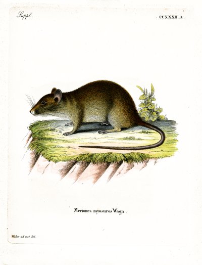 Kortstaart bandicootrat door German School