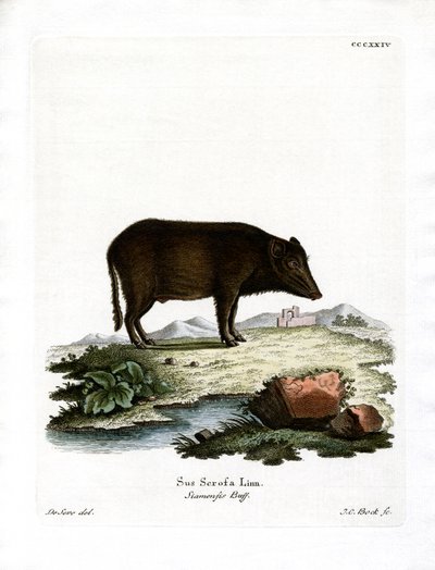 Siamese wilde zwijn door German School