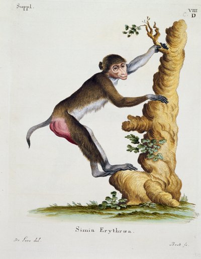 Simia erythraea, uit Zoogdieren geïllustreerd uit de natuur met beschrijvingen, door Johann Christian Daniel von Schreber, gravure door IC Bock naar tekening van De Seve door German School