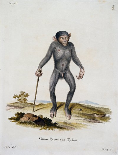 Simia pygmaeus, uit Zoogdieren geïllustreerd uit de natuur met beschrijvingen, door Johann Christian Daniel von Schreber (1739-1810), gravure door IC Bock, Duitsland door German School
