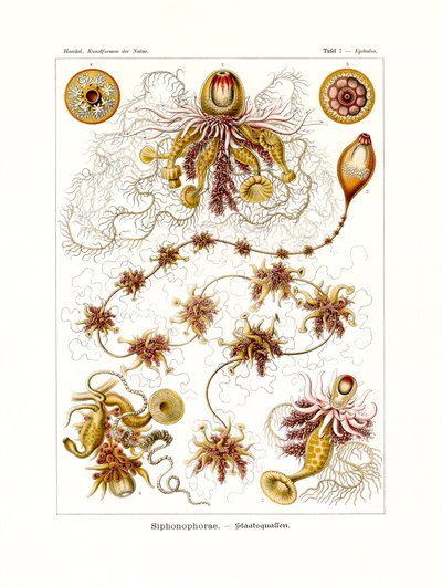Siphonophorae door German School