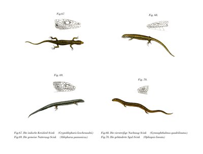 Skink door German School