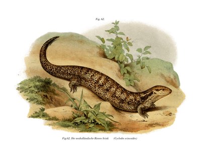 Skink door German School