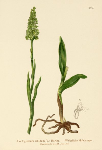 Kleine Witte Orchidee (Satyrium albidum, Coeloglossum albidum, Leucorchis albida, Bicchia albida, Pseudorchis albida) door German School
