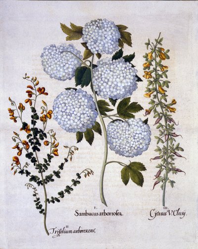 Sneeuwbal Viburnum, Tuinbezem, Laagblijvende Alpenbezem, uit Hortus Eystettensis, door Basil Besler, gepubliceerd 1613 door German School