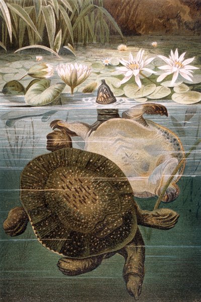 Zacht schildpad, plaat uit Brehms Tierleben: Allgemeine Kunde des Tierreichs, vol.7, p.621, gepubliceerd door Bibliographisches Institut, 1892 door German School