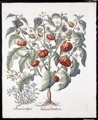 Solanum Pomiferum uit Hortus Eystettensis door German School