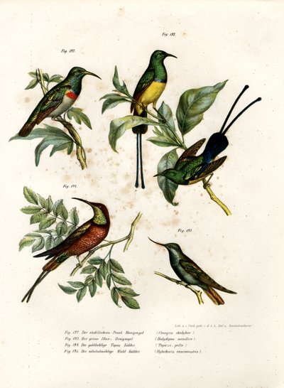 Zuidelijke Dubbelkraag Zonnevogel, 1864 door German School