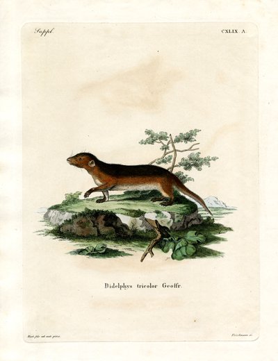 Zuidelijke Roodzijdige Opossum door German School