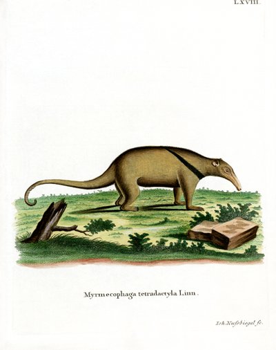 Zuidelijke Tamandua door German School